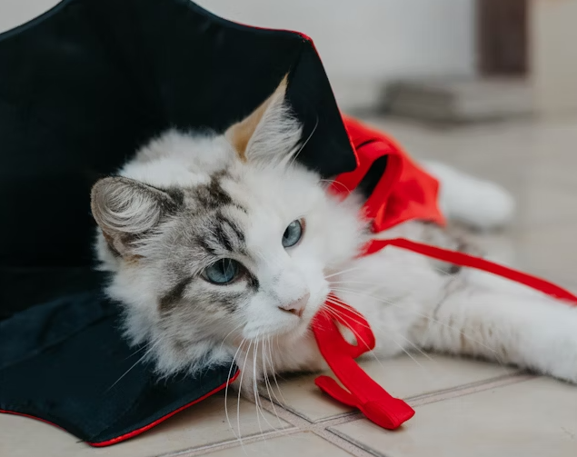 Cat Noir Mode – Elegant, Frechheit in Person und Verlockend